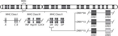 Haplotype-Specific Expression Analysis of MHC Class II Genes in Healthy Individuals and Rheumatoid Arthritis Patients